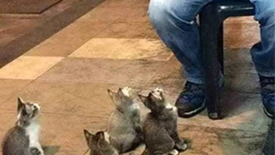 A street player that everyone ignored was about to give up – looked down and saw the cutest crowd ever!